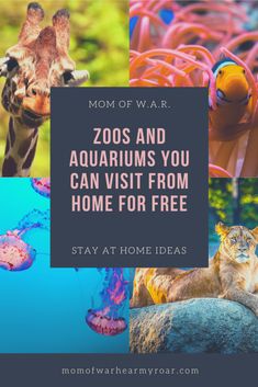 the zoos and aquariums you can visit from home for free stay at home ideas