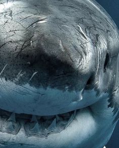 an image of a shark with its mouth open