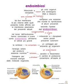 an image of the endosmibios and their corresponding parts in different languages