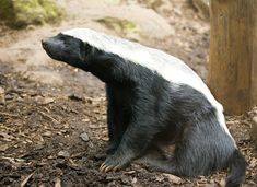 hb Honey Badger Meme, Nocturnal Animals, Interesting Animals, Wild Creatures