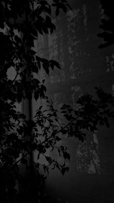 black and white photograph of leaves in front of a window with light coming through it