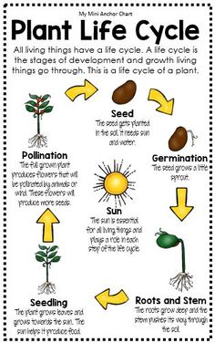 plant life cycle poster with pictures and text