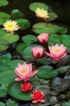 pink and yellow water lilies floating on top of lily pads in a pond with green leaves