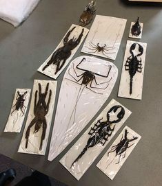 several different types of bugs and spideres on white paper with black ink, sitting on a table