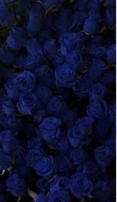 a bunch of blue roses that are in the dark