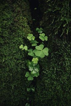 a group of clovers growing in the middle of some mossy plants with green leaves