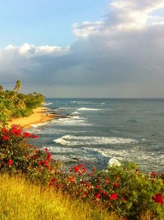 an ocean view with red flowers on the shore and clouds in the sky over the water