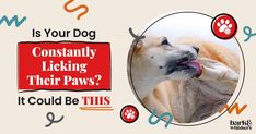 Is Your Dog Constantly Licking Their Paws? It Could Be This Antifungal Foods, Natural Antifungal, Yeast Overgrowth, Yeast Infections, Dog Smells, Baby Mine, Dog Diet, Bacterial Infection