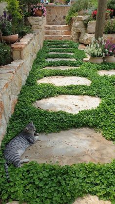 a cat laying on the ground in front of some plants and stairs that lead up to it