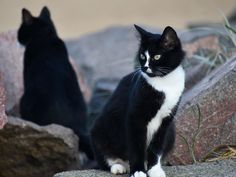 two black and white cats sitting next to each other