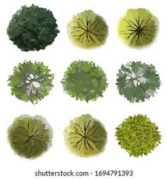 an overhead view of different trees and shrubs in various shades of green on a white background