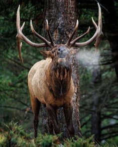 an elk standing next to a tree in the forest