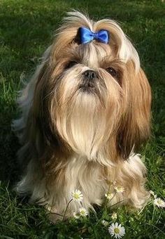 a brown and white dog with a blue bow on it's head sitting in the grass