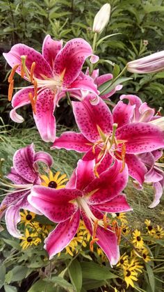 pink and yellow flowers are in the grass