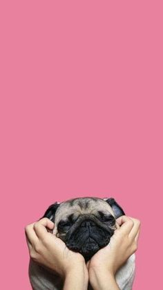 a person holding a small pug in their hands against a pink background with the words,