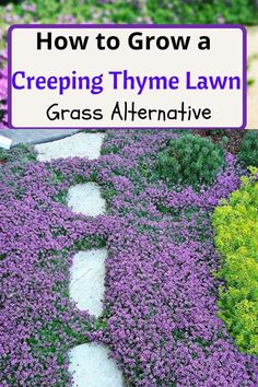 How to grow a creeping thyme lawn Creeping Thyme Lawn Grass Alternative, Lawn Grass Alternative, Creeping Thyme Lawn, Thyme Lawn, Grass Alternatives, Red Creeping Thyme, Grass Alternative, Trees Landscaping, Creeping Thyme