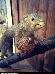 a stuffed squirrel on a branch holding a pine cone