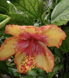 a yellow and red flower surrounded by green leaves