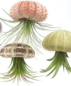 four different types of flowers are shown in the air with long, thin hair on them