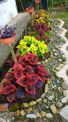 colorful flowers are growing in the garden with rocks and gravel