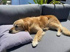 a large brown dog laying on top of a gray couch next to a pillow and potted plant