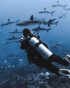 a scuba diver is surrounded by sharks in the ocean