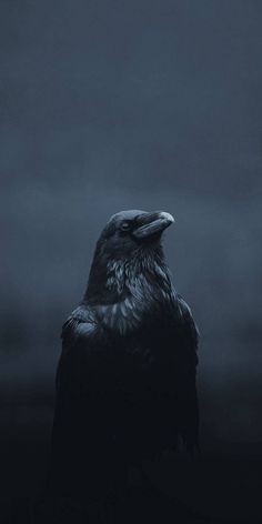 a large black bird sitting on top of a table