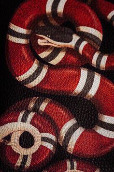 a red and black snake with white stripes on it's body, in the dark