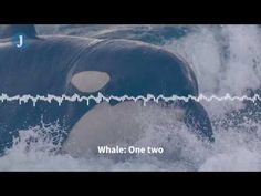 an orca in the ocean with sound waves