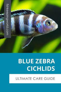 the blue zebra cichlids guide