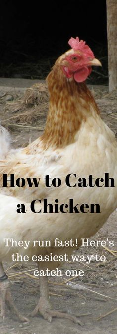 a chicken with the words how to catch a chicken they run fast here's the easyest way to catch one