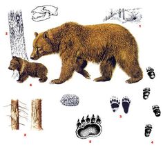 a bear and its cub are shown in this illustration with their footprints on the ground