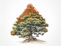 a drawing of a pine tree with orange and green leaves