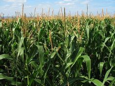 an image of a corn field with blue sky in the background