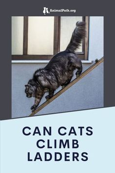 a cat climbing up the side of a building with text that reads can cats climb ladders?