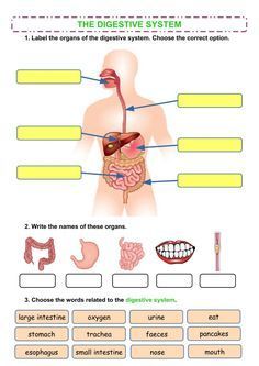 the digest system worksheet is shown in this graphic diagram, with labels on it