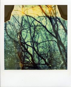 an image of trees taken through a polaroid camera