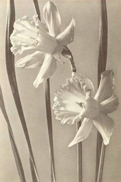 two white flowers in a vase with long stems