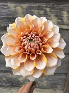 a person holding a large flower in their hand