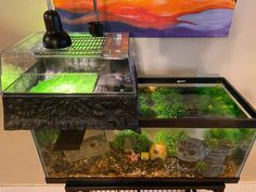 a fish tank filled with lots of different types of plants and rocks in front of a painting on the wall