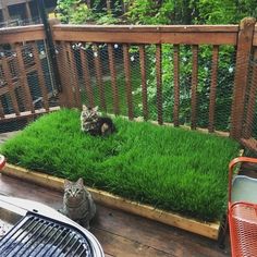 two cats sitting in the grass on a deck