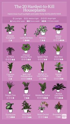 a poster showing the different types of houseplants in each potted planter