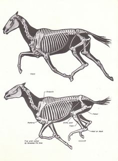 two drawings of horses that are running side by side with the skeleton on their backs