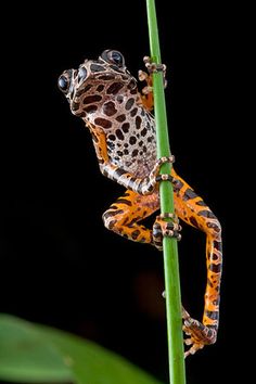 an orange and black frog sitting on top of a green plant