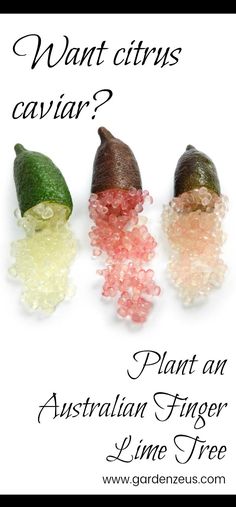 three pieces of fruit with the words want citruss caviar? plant an australian finger lime tree