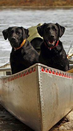 two black dogs are sitting in a boat on the water's edge and one is looking at the camera