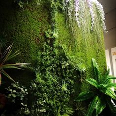 a green wall with plants growing on it