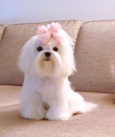 a small white dog with a pink bow sitting on a couch next to a cat