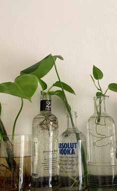 three bottles with plants in them sitting on a shelf next to glasses and vases