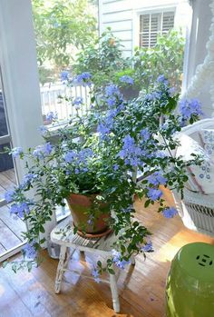 two potted plants sitting on top of a wooden table next to a green stool